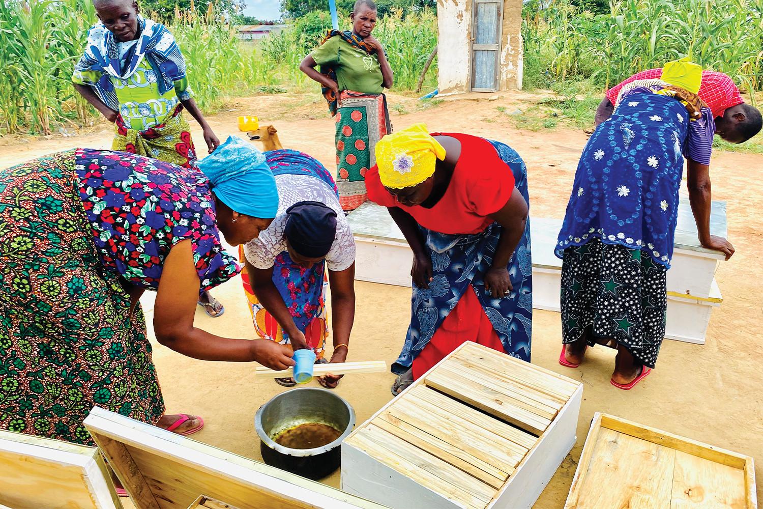 Pollinating Prosperity in Tanzania